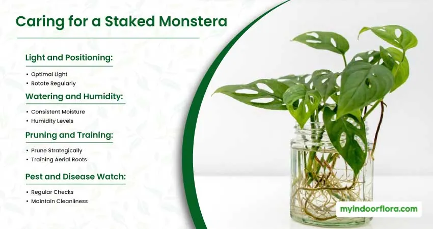 Caring For A Staked Monstera