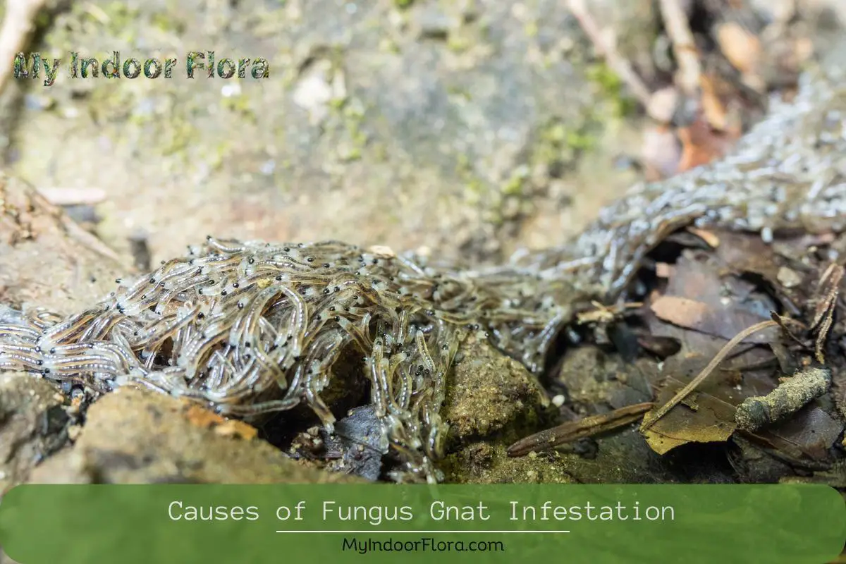 Causes of Fungus Gnat Infestation