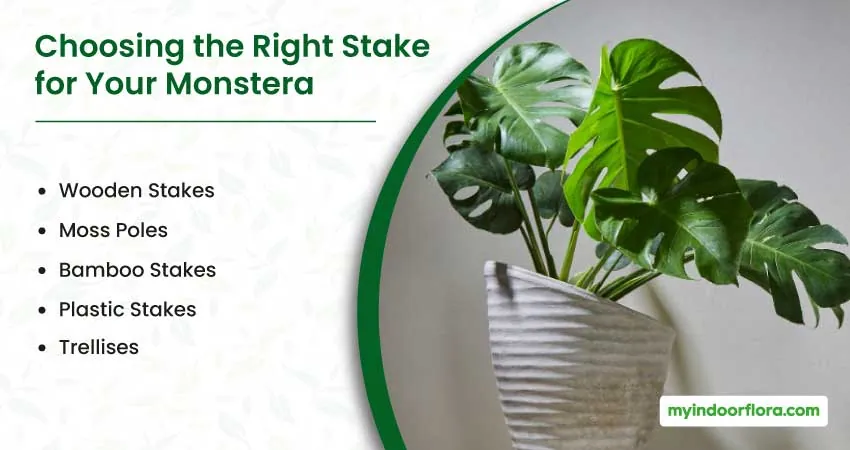 Choosing The Right Stake For Your Monstera