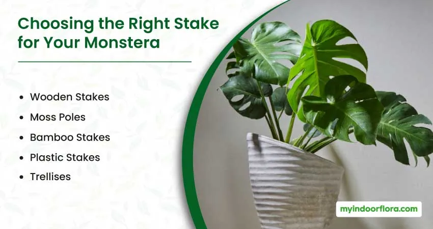 Choosing the Right Stake for Your Monstera