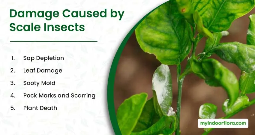 Damage Caused By Scale Insects