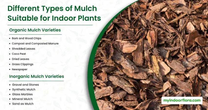 Different Types Of Mulch Suitable For Indoor Plants