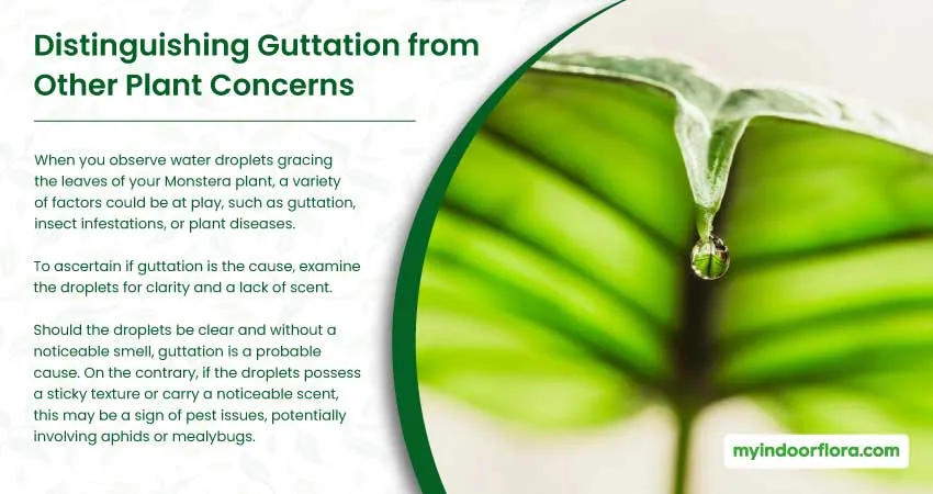 Distinguishing Guttation from Other Plant Concerns