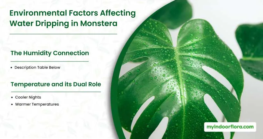 Environmental Factors Affecting Water Dripping in Monstera
