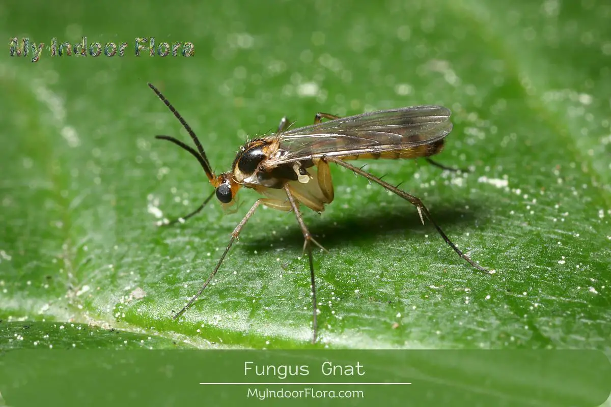 Fungus Gnat