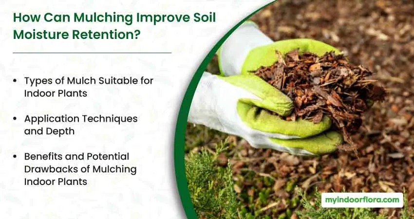 How Can Mulching Improve Soil Moisture Retention