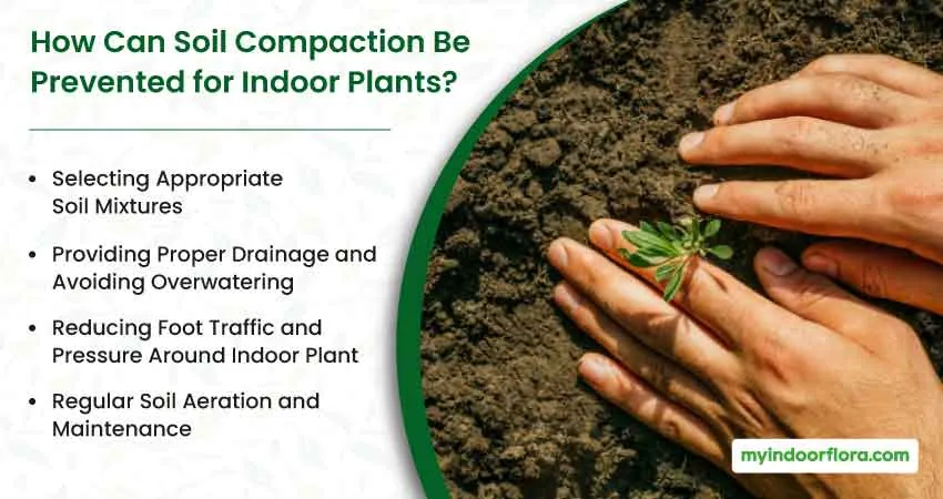 How Can Soil Compaction Be Prevented For Indoor Plants