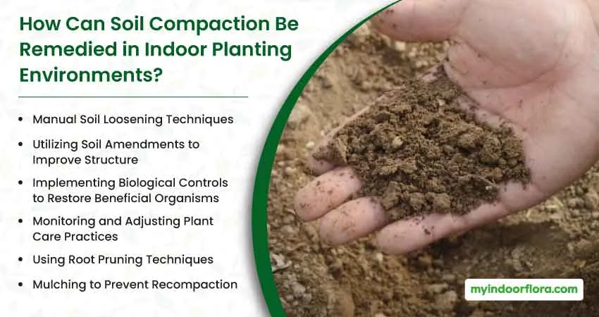 How Can Soil Compaction Be Remedied in Indoor Planting Environments