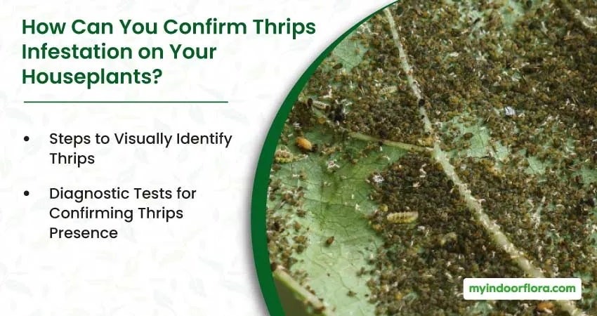 How Can You Confirm Thrips Infestation on Your Houseplants