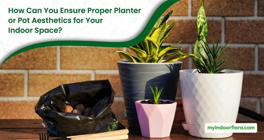 How Can You Ensure Proper Planter Or Pot Aesthetics For Your Indoor Space