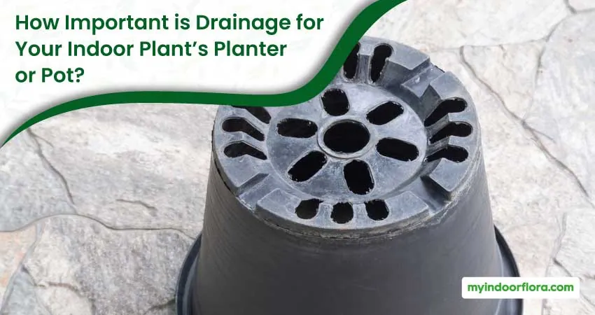 How Important is Drainage for Your Indoor Plants Planter or Pot