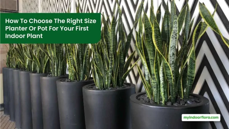 How To Choose The Right Size Planter Or Pot For Your First Indoor Plant