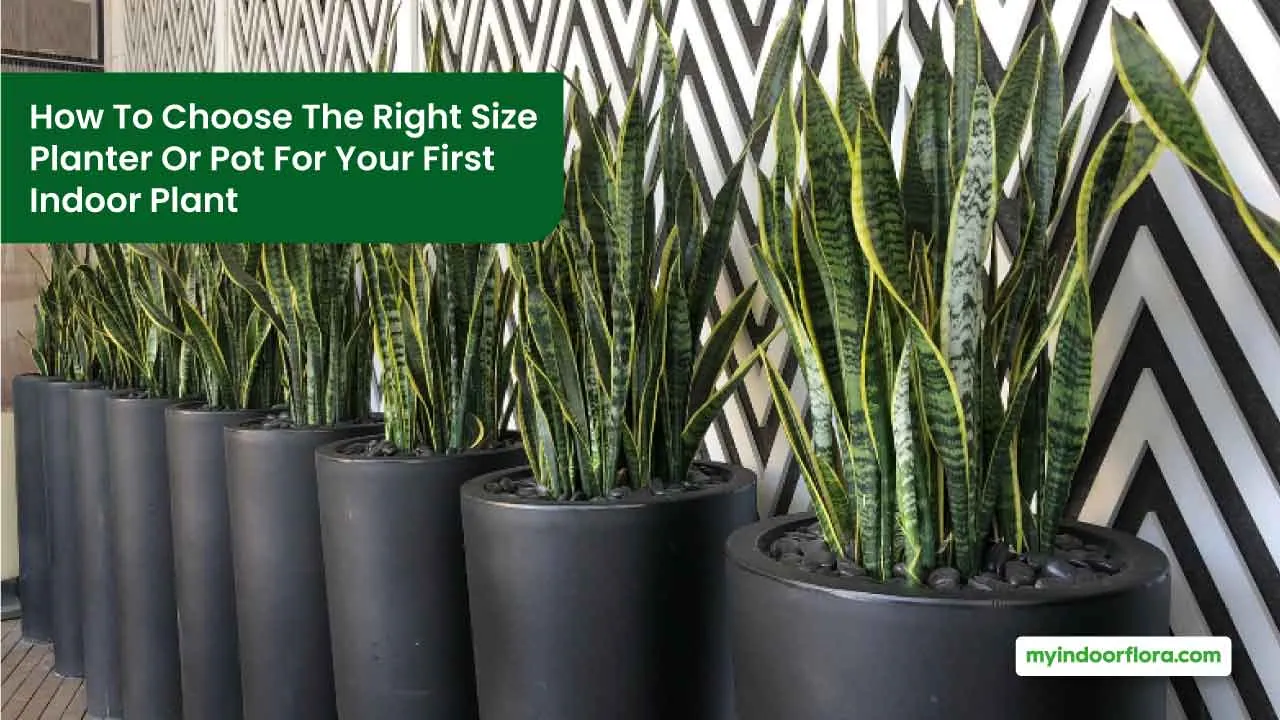 Choosing The Right Size Planter For Your First Indoor Plant