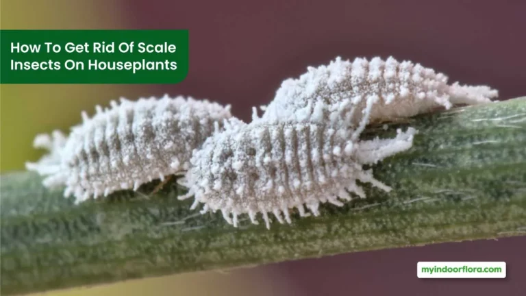 How To Get Rid Of Scale Insects On Houseplants