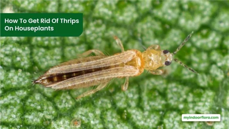 How To Get Rid Of Thrips On Houseplants