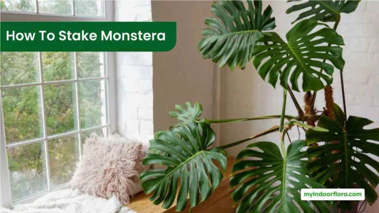 How To Stake Monstera
