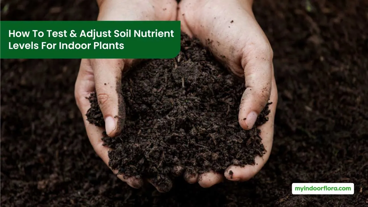 How To Test & Adjust Soil Nutrient Levels For Indoor Plants