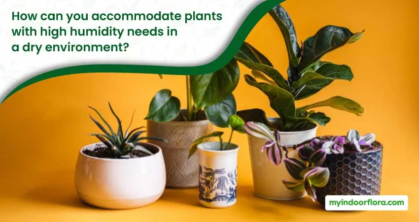 How Can You Accommodate Plants With High Humidity Needs In A Dry Environment