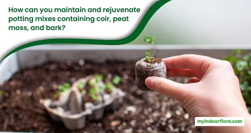 How can you maintain and rejuvenate potting mixes containing coir peat moss and bark