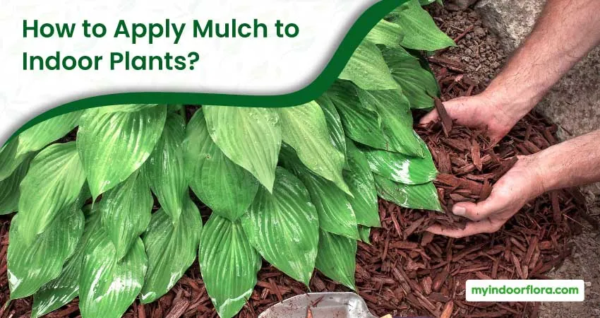 How To Apply Mulch To Indoor Plants