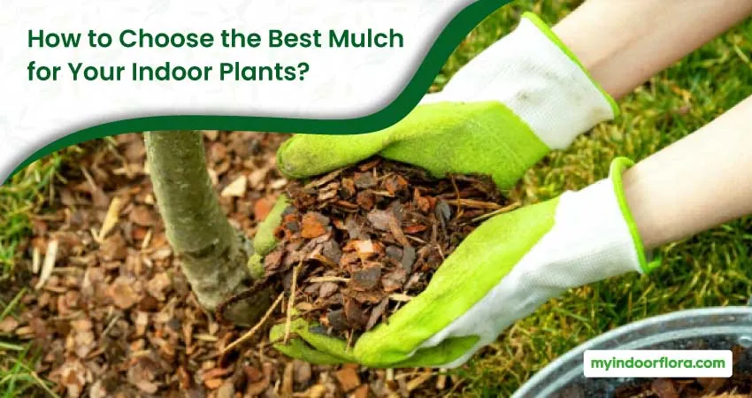 How To Choose The Best Mulch For Your Indoor Plants
