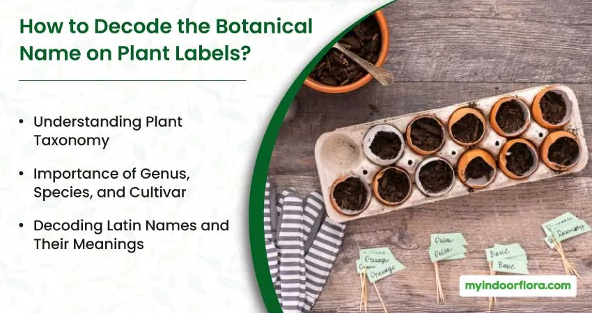 How to Decode the Botanical Name on Plant Labels