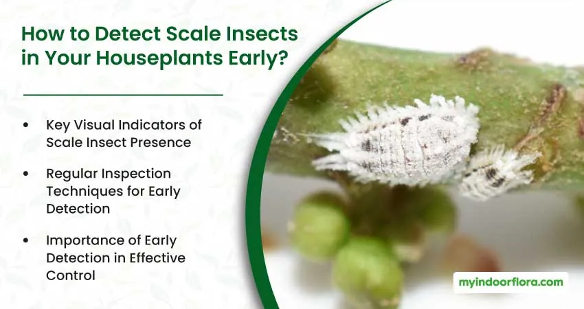 How to Detect Scale Insects in Your Houseplants Early