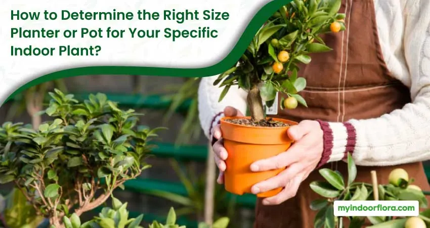 How to Determine the Right Size Planter or Pot for Your Specific Indoor Plant