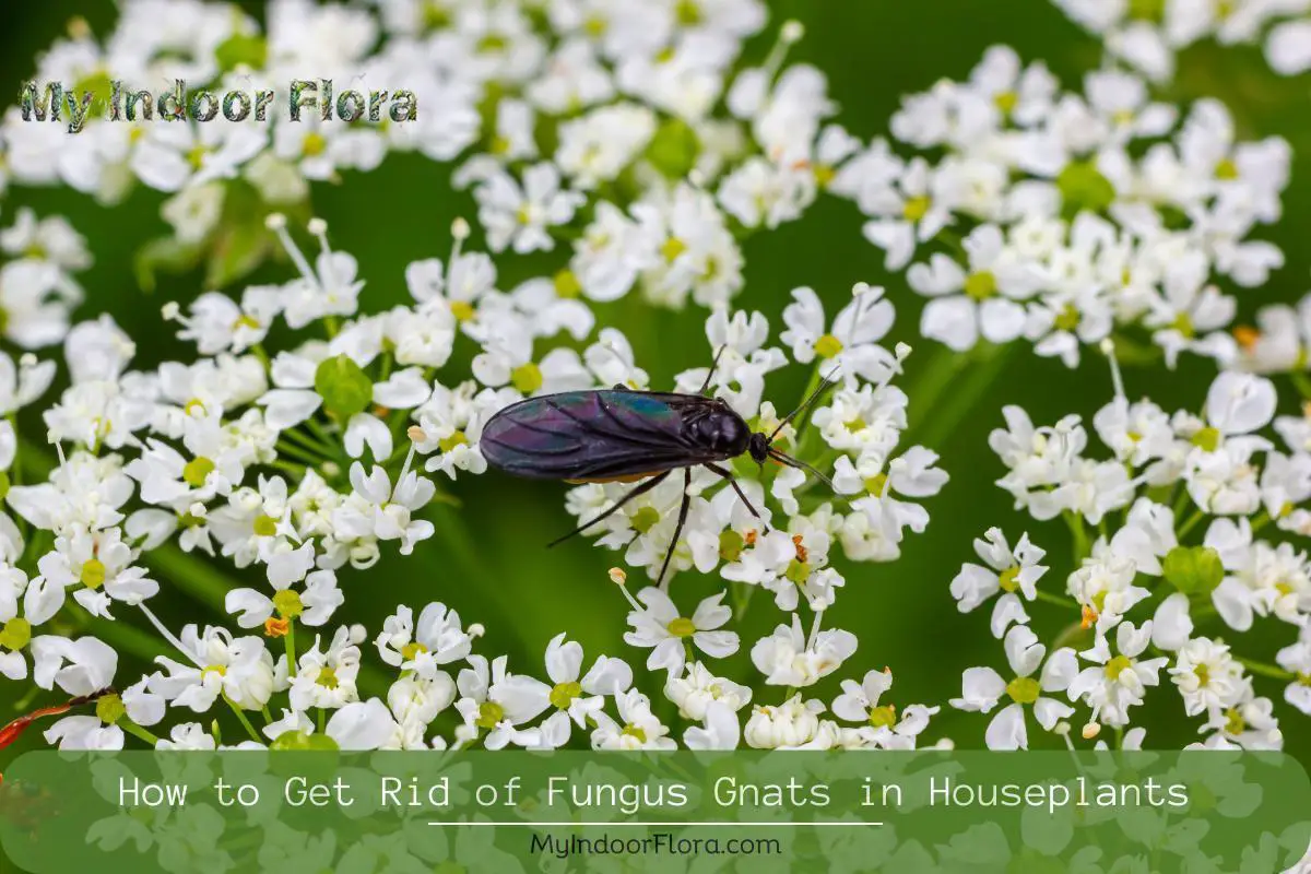 How To Get Rid Of Fungus Gnats In Houseplants