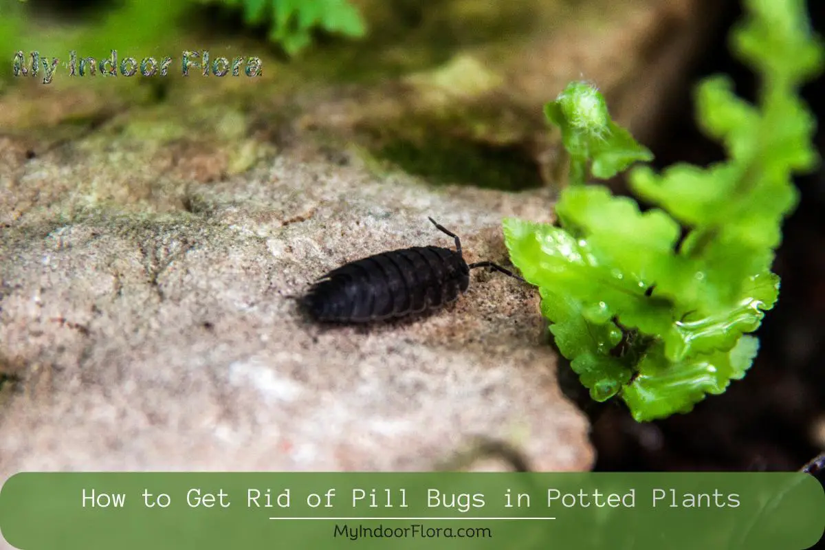How To Get Rid Of Pill Bugs In Potted Plants
