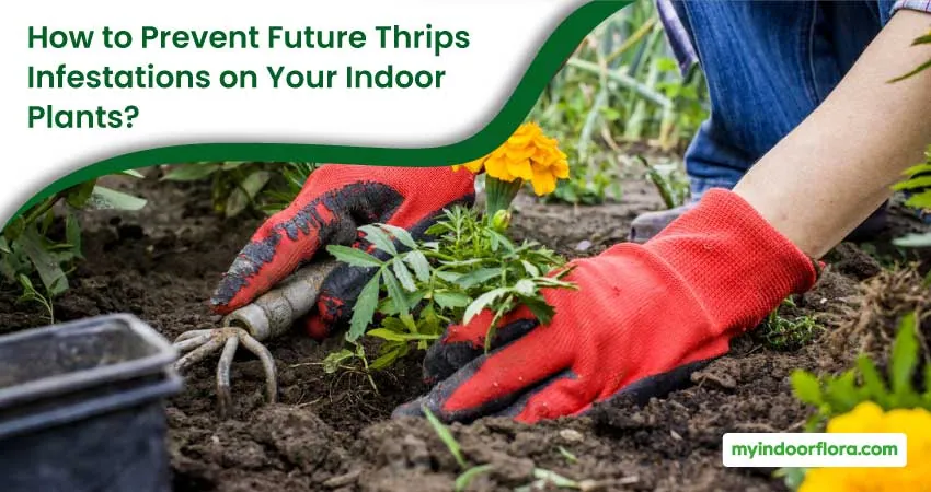How to Prevent Future Thrips Infestations on Your Indoor Plants