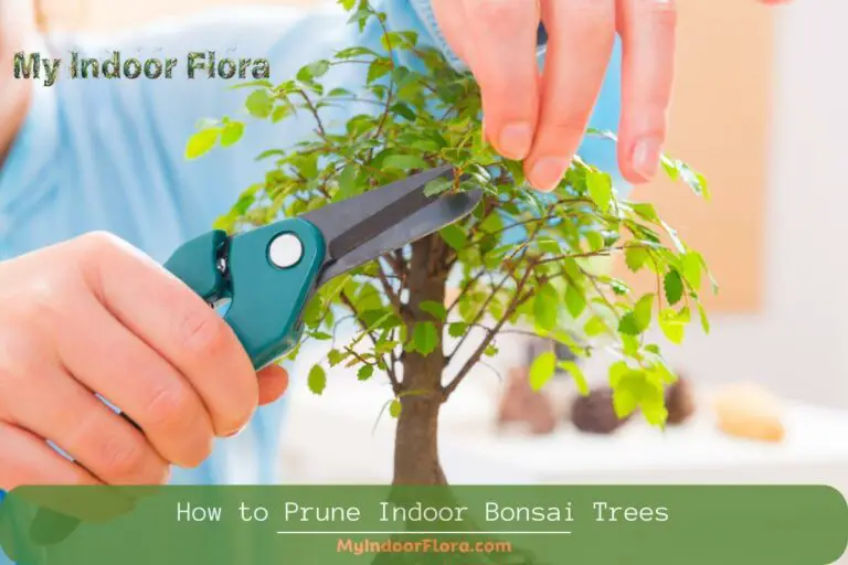 How To Prune Indoor Bonsai Trees