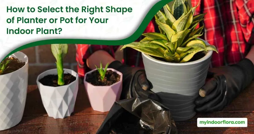 How To Select The Right Shape Of Planter Or Pot For Your Indoor Plant
