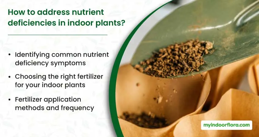 How to address nutrient deficiencies in indoor plants