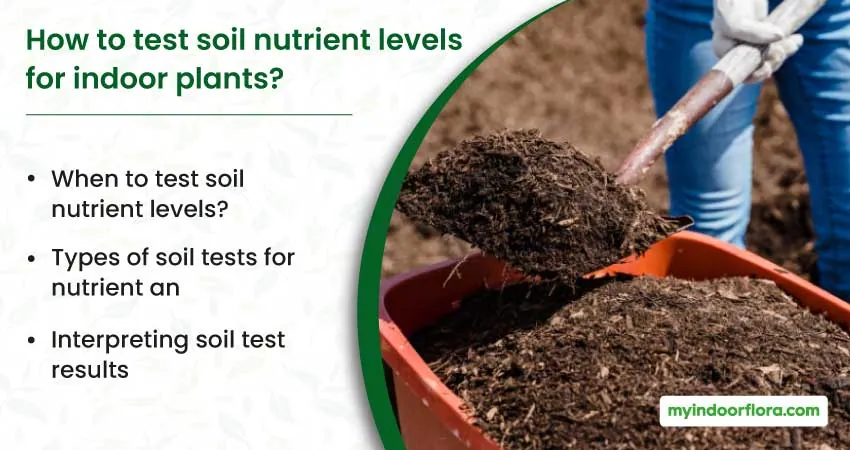 How to test soil nutrient levels for indoor plants