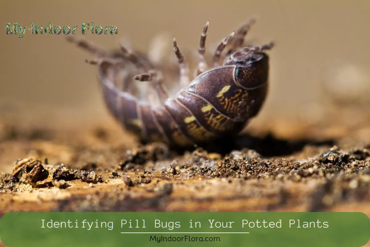 Identifying Pill Bugs In Your Potted Plants