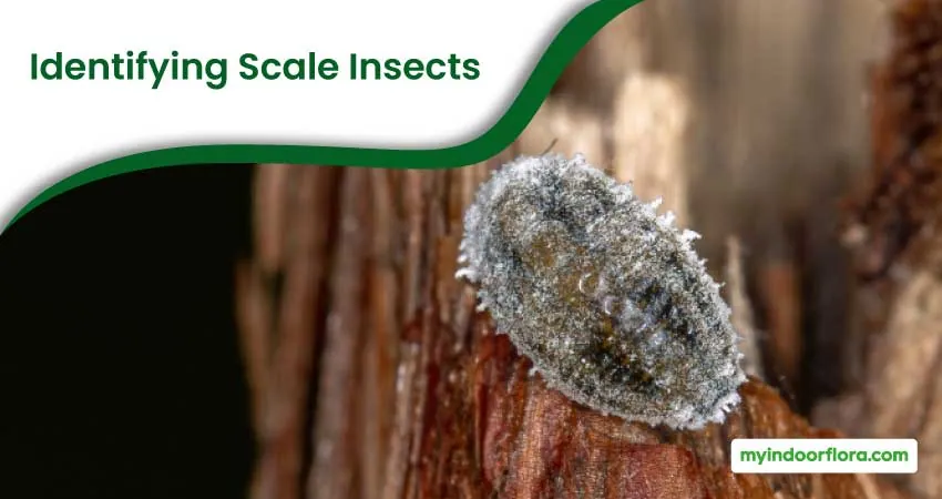 Identifying Scale Insects