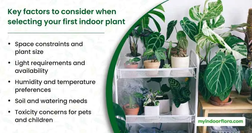 Key Factors To Consider When Selecting Your First Indoor Plant
