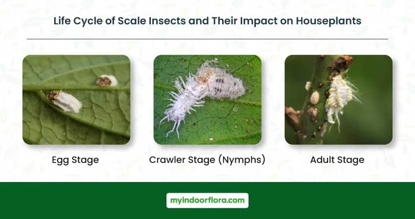 Life Cycle Of Scale Insects And Their Impact On Houseplants