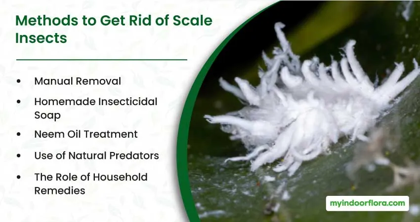 Methods to Get Rid of Scale Insects