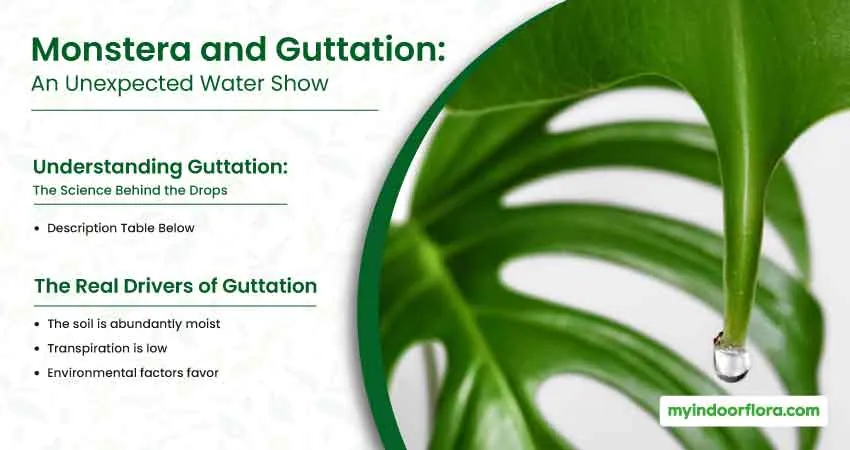 Monstera And Guttation An Unexpected Water Show