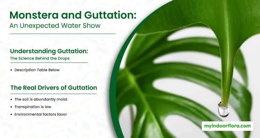 Monstera and Guttation An Unexpected Water Show