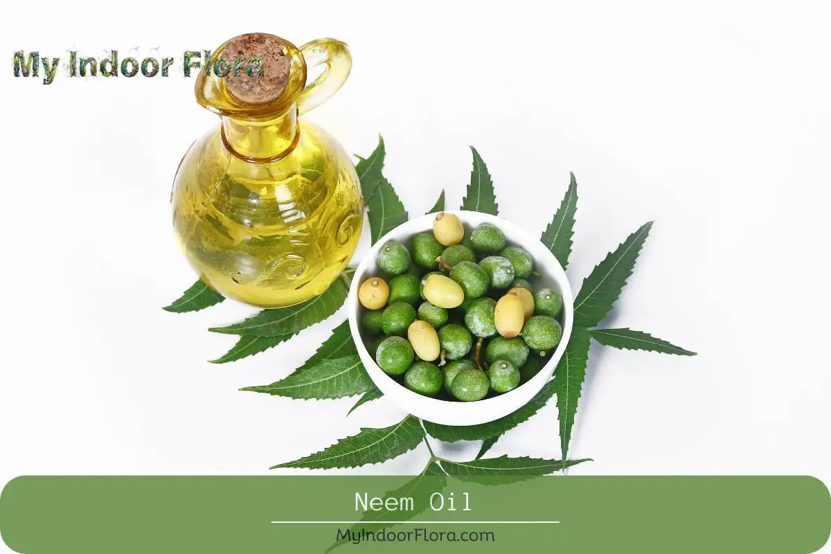 Neem Oil to control gnat