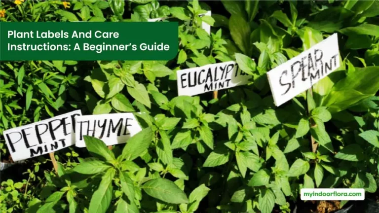 Plant Labels And Care Instructions A Beginner’s Guide