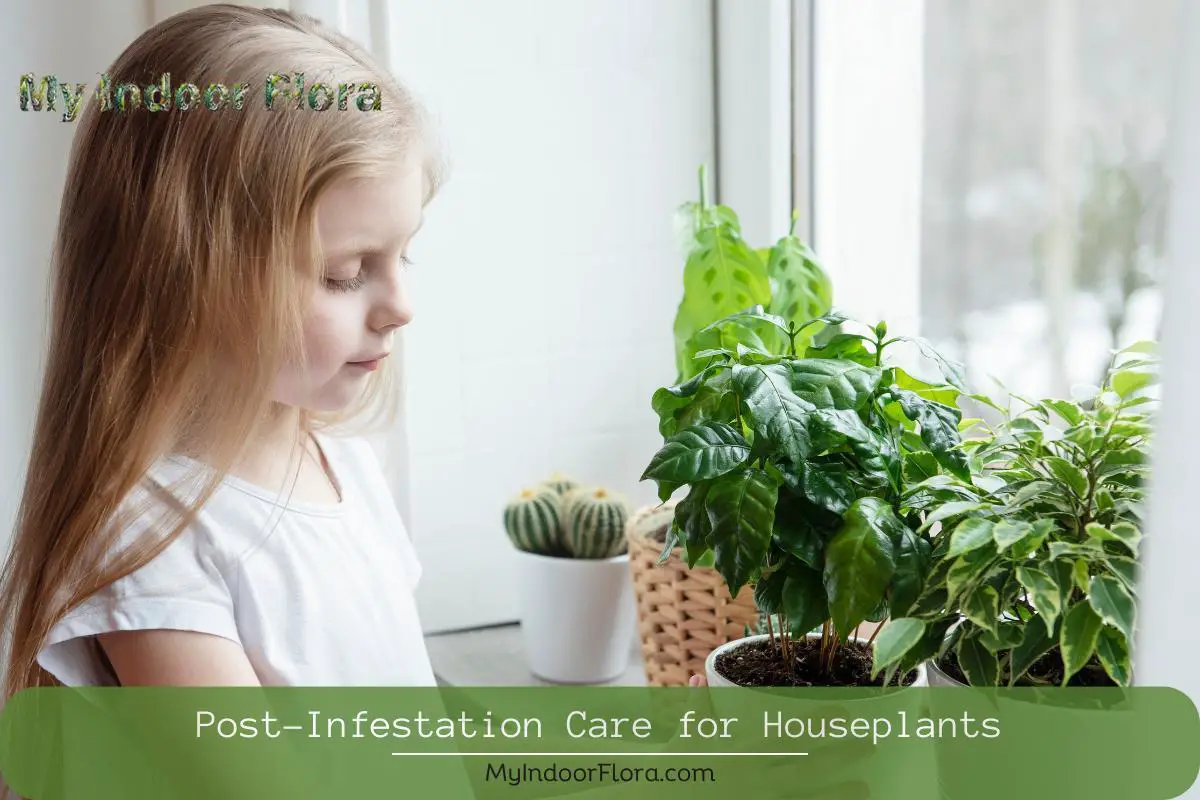 Post-Infestation Care for Houseplants