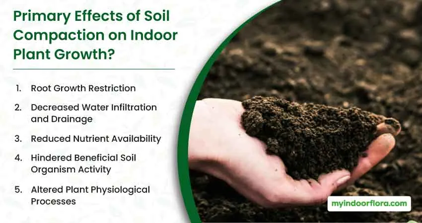 Primary Effects Of Soil Compaction On Indoor Plant Growth