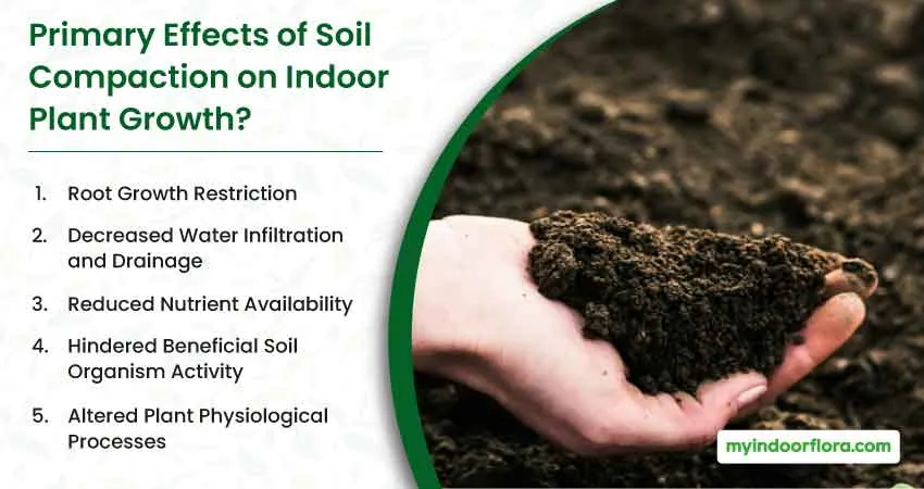 Primary Effects of Soil Compaction on Indoor Plant Growth