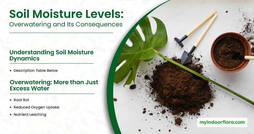 Soil Moisture Levels