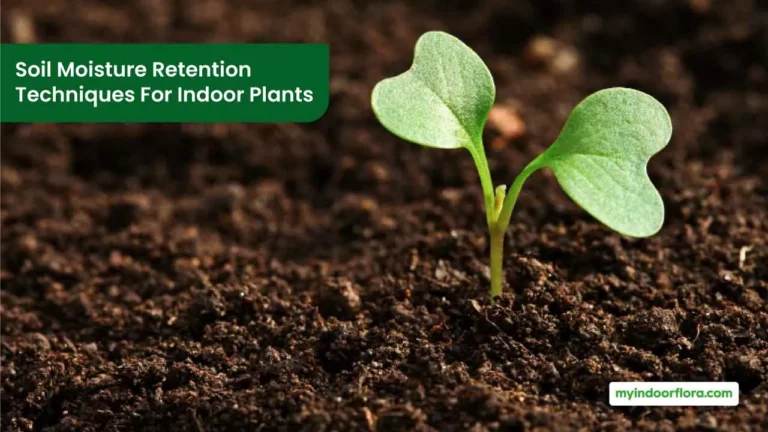 Soil Moisture Retention Techniques For Indoor Plants