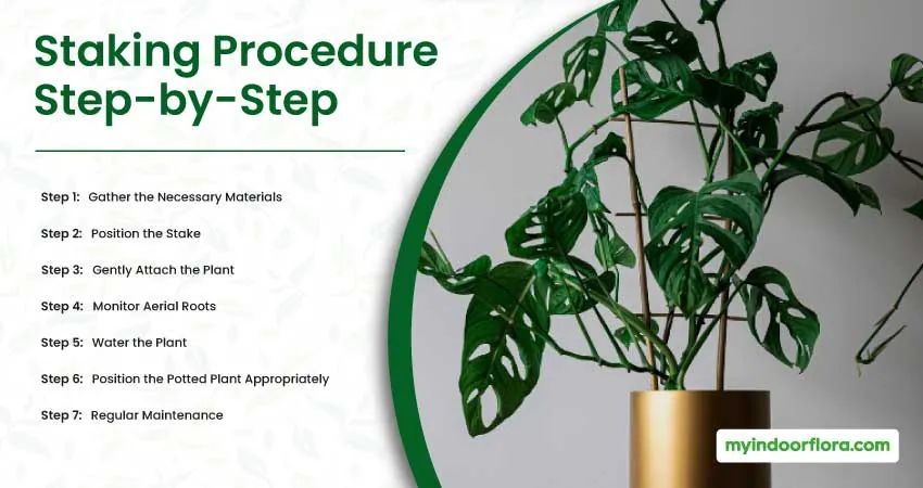Staking Procedure Step by Step